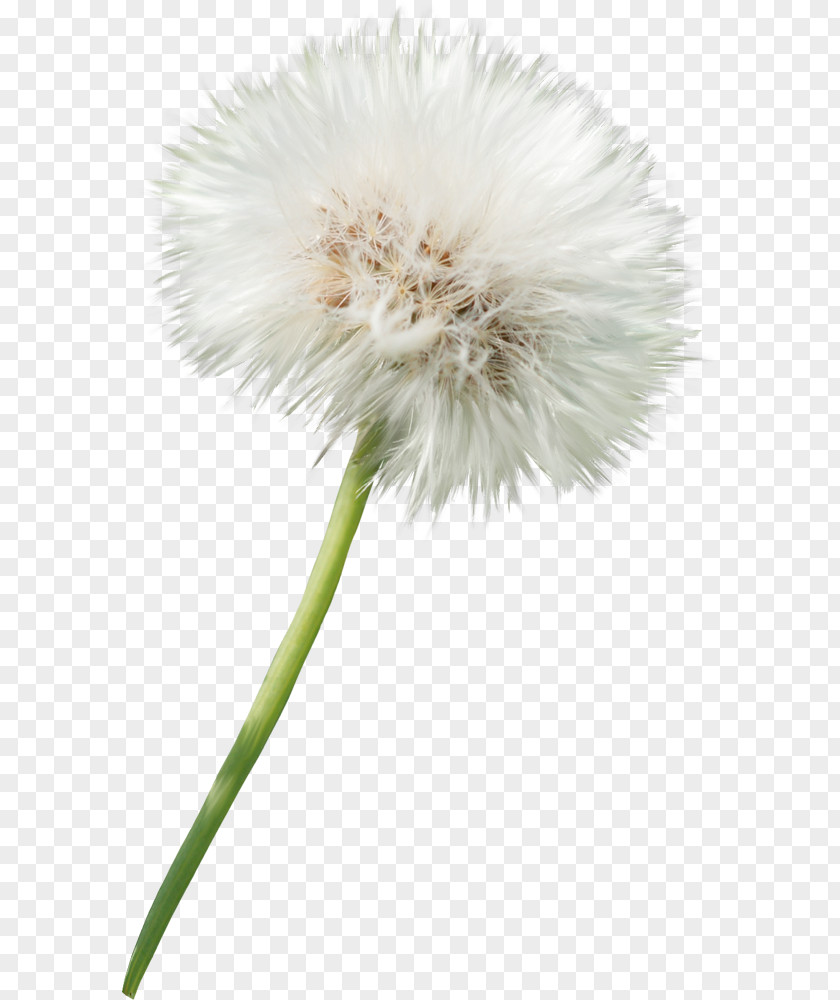 Dandelion Sow Thistles Clip Art PNG