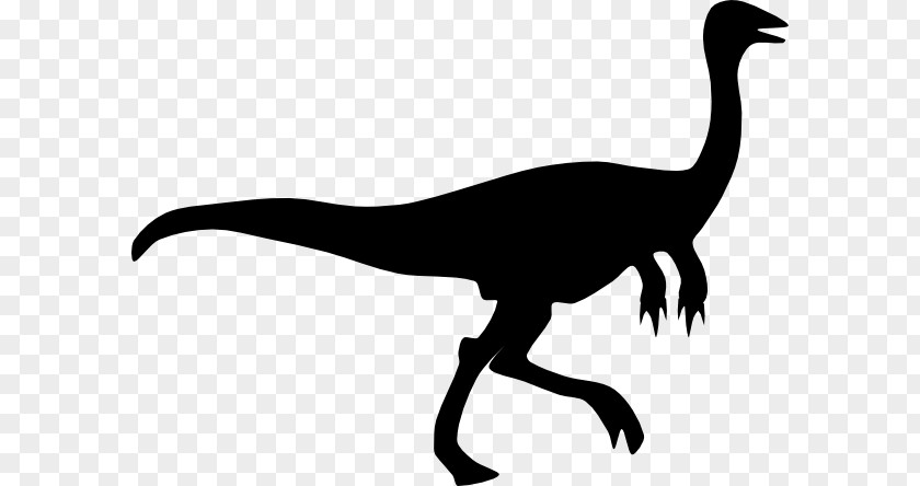 Dinosaur Outline Gallimimus Velociraptor Silhouette PNG