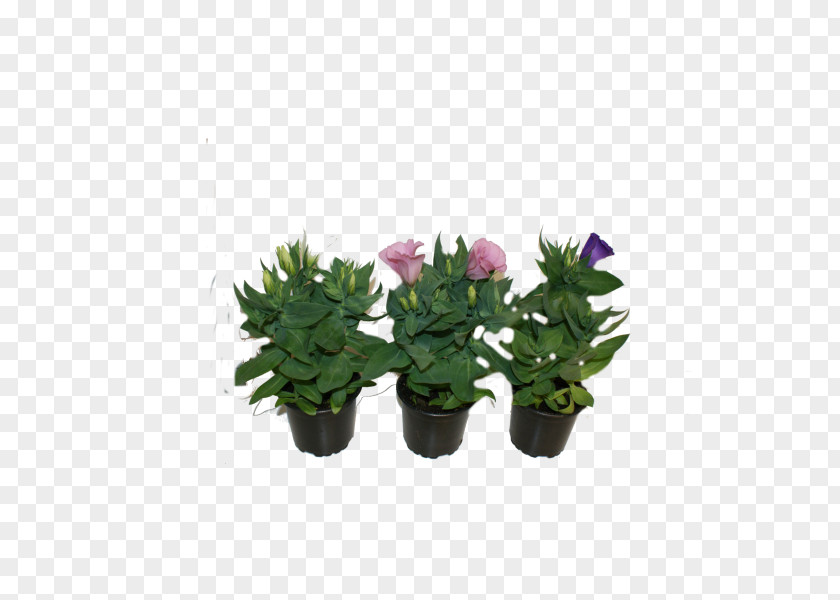 Flower Flowerpot Citroën Cactus M Houseplant Shrub PNG