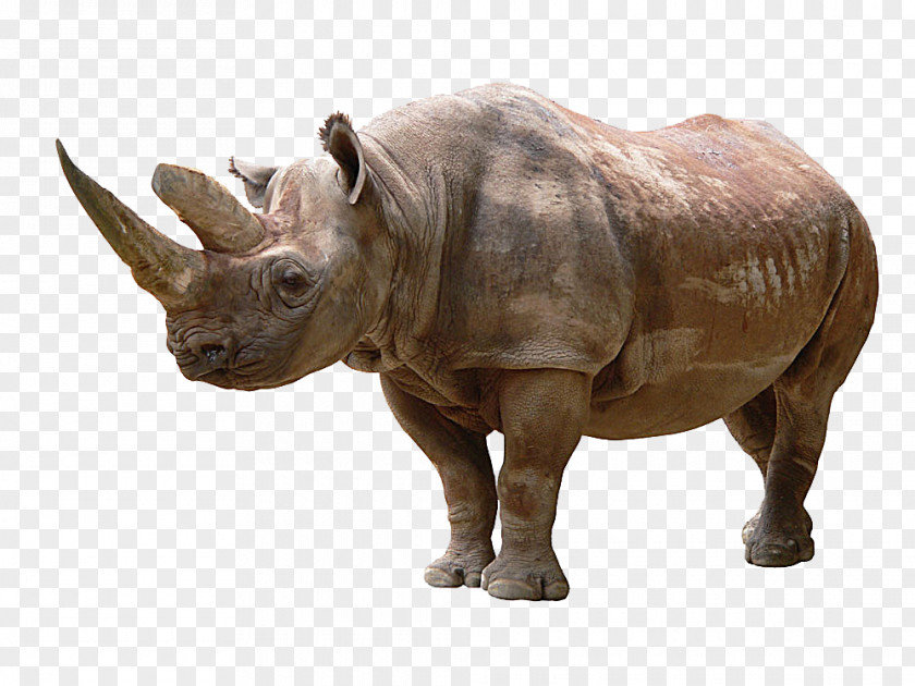 Rhino Picture Material Rhinoceros Icon PNG