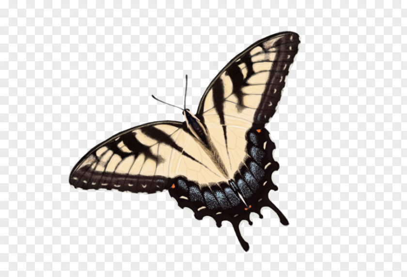 Tiger Claw Brush-footed Butterflies Butterfly Insect PNG