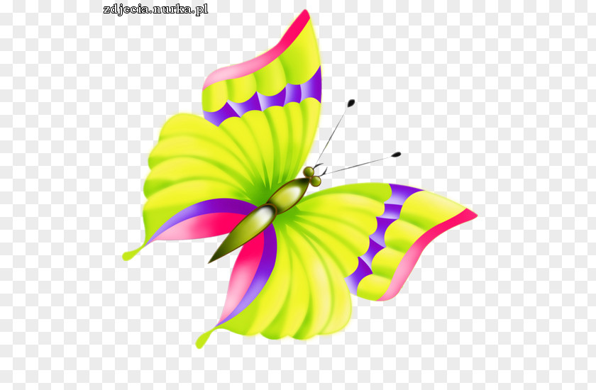 Butterfly Monarch Insect Clip Art PNG