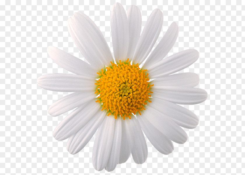 Chamomile Common Daisy Flower Oxeye PNG
