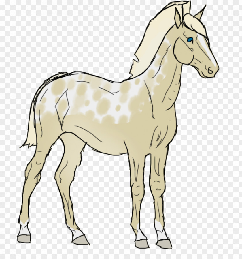 Donkey Mule Foal Stallion Mare Colt PNG