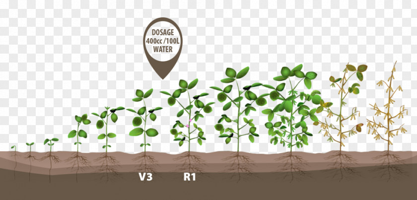 Plant Growth Stages Growing Soybeans Crop Green Bean PNG