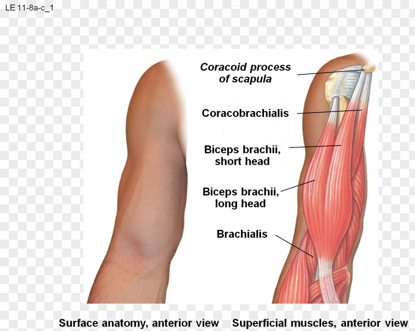 Thumb Radial Tuberosity Radius Of The Ulna Supraglenoid Tubercle PNG