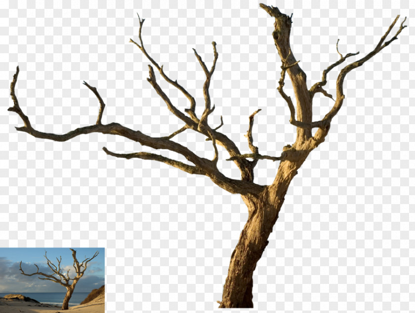 Dead Tree Desktop Wallpaper Snag Branch Oak PNG