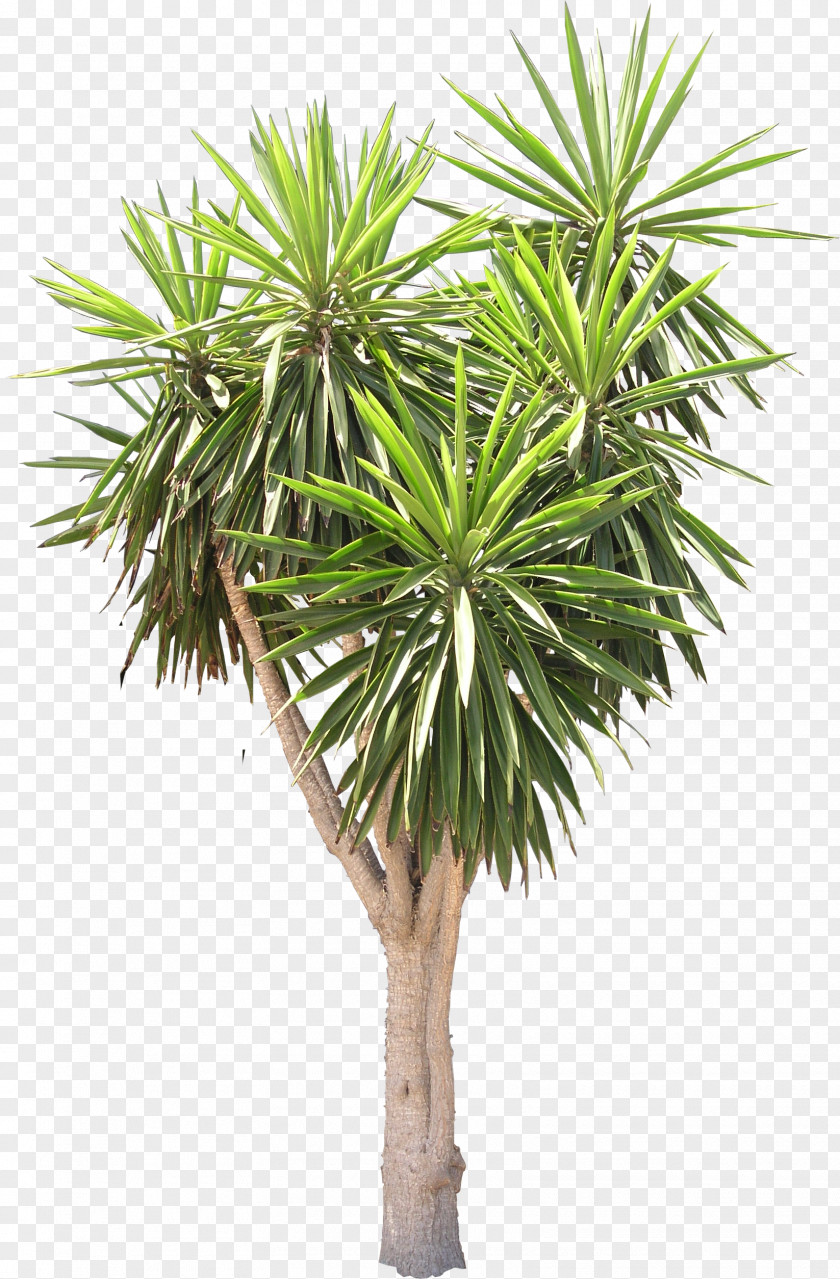 Flora Spineless Yucca Arecaceae Tree Plant Texture Mapping PNG