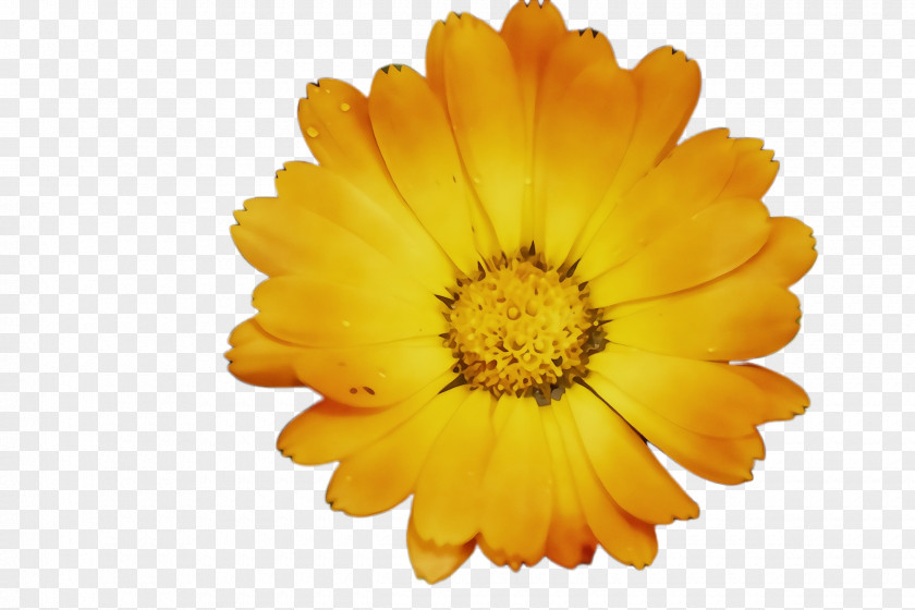 Perennial Plant Sunflower Blossom Background PNG