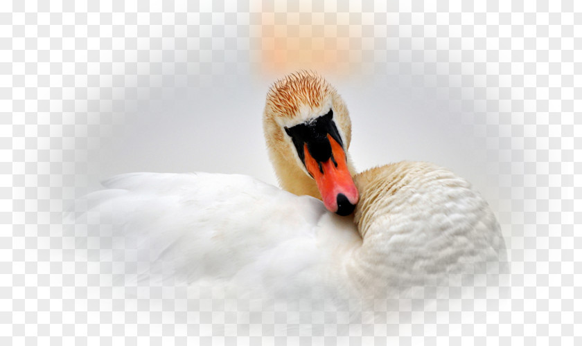 Duck Cygnini Water Bird Goose PNG