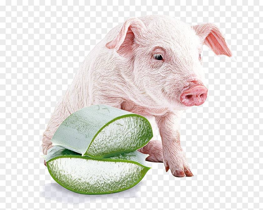 Plant Animal Figure Suidae Nose Snout Livestock Boar PNG