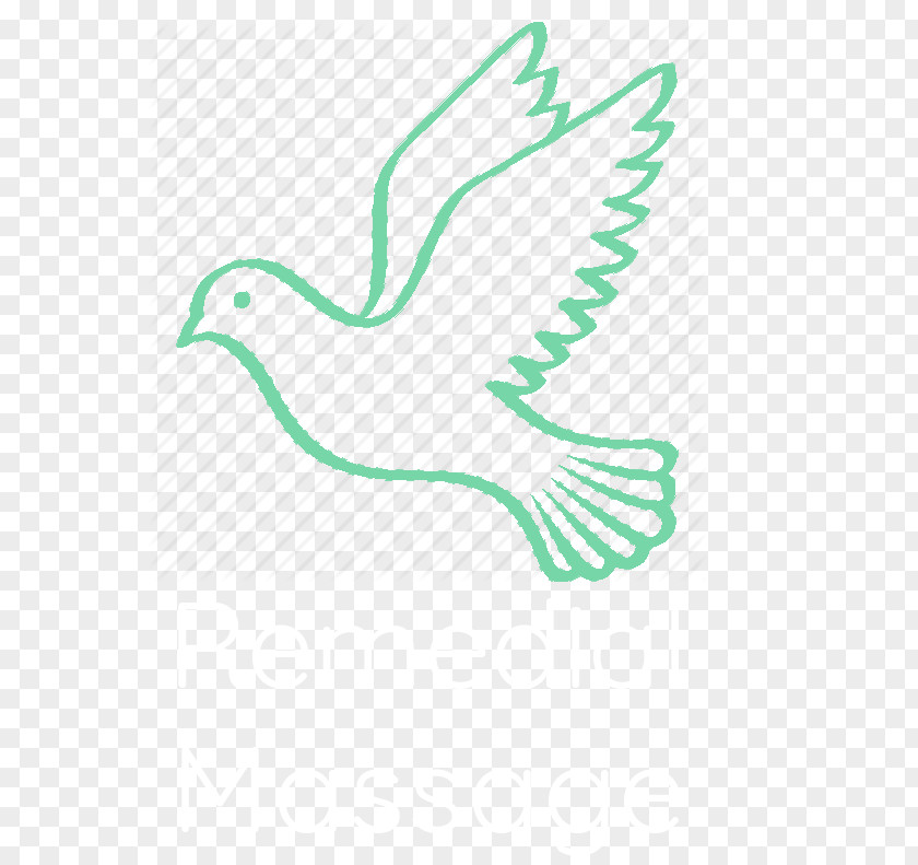 Stress Is Harder Than You Are Columbidae Olive Branch Doves As Symbols Peace PNG