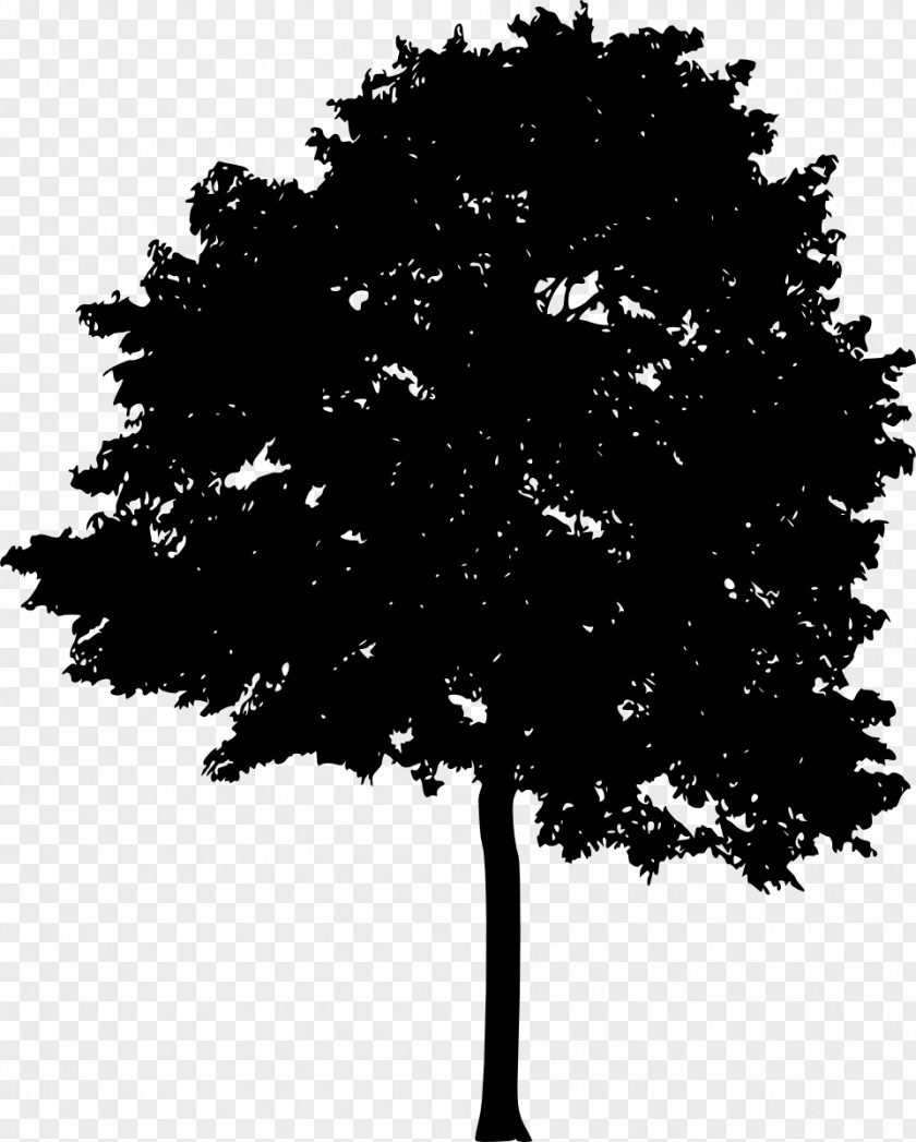 Tree Silhouette Light Woody Plant PNG