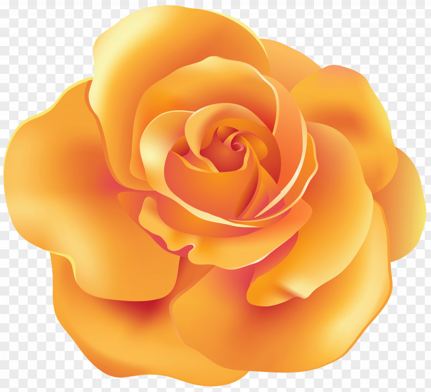 Orange Rose Transparent Clip Art Garden Roses PNG