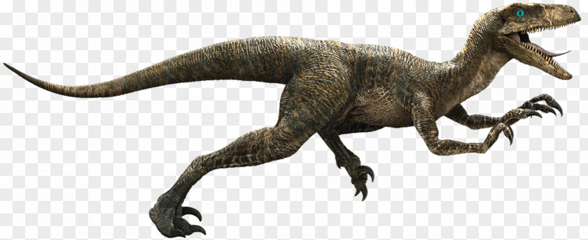 Dinosaur Velociraptor Deinonychus Tyrannosaurus Image PNG