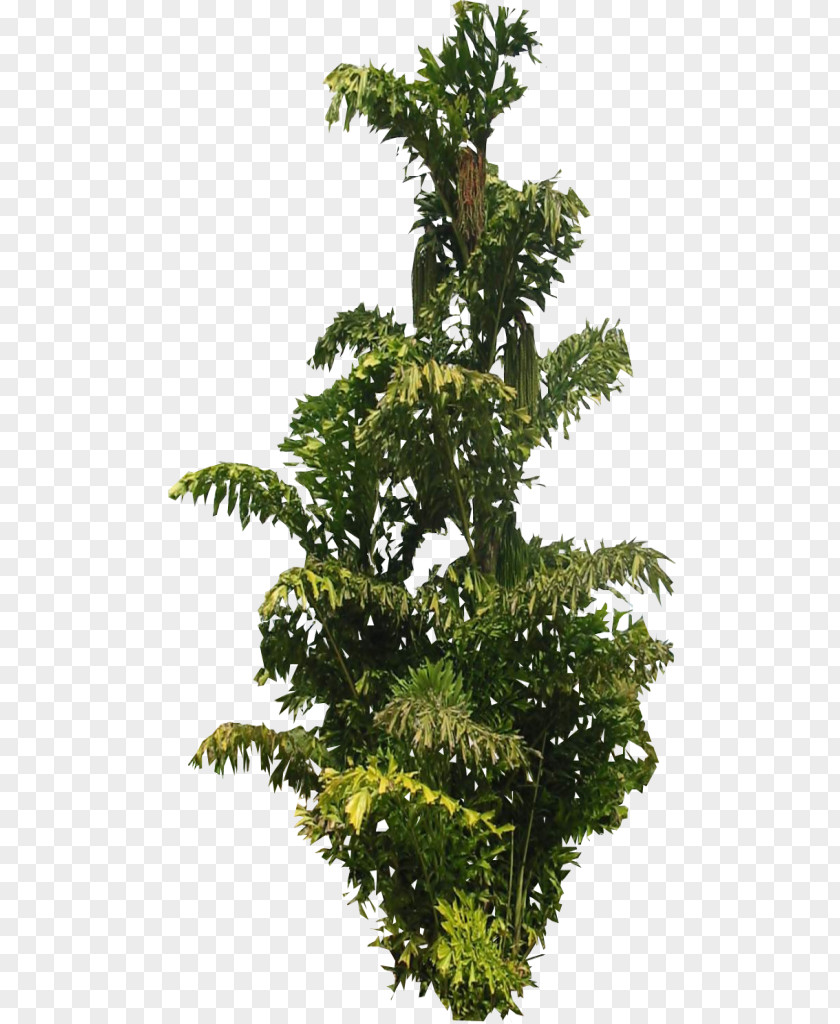 Lace Tree Arecaceae Leaf Plant Palm Branch PNG