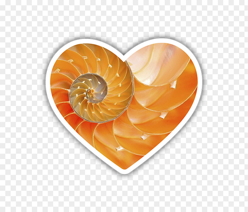 Lgbt Heart University Of Pittsburgh Snail Seashell Spider PNG