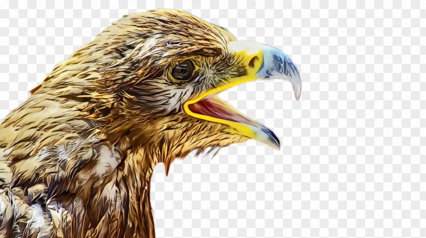 Redtailed Hawk Sea Eagle Cartoon PNG