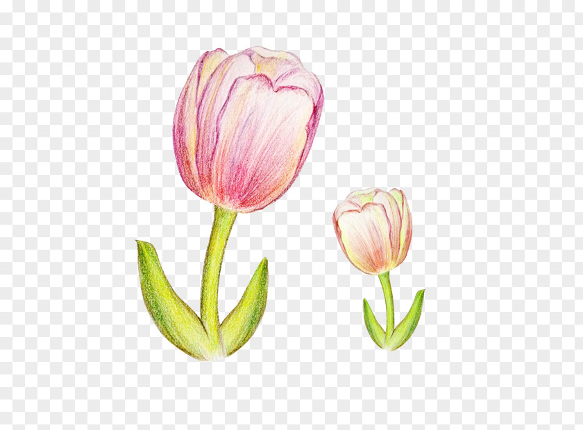 Tulip Watercolor Painting Colored Pencil PNG