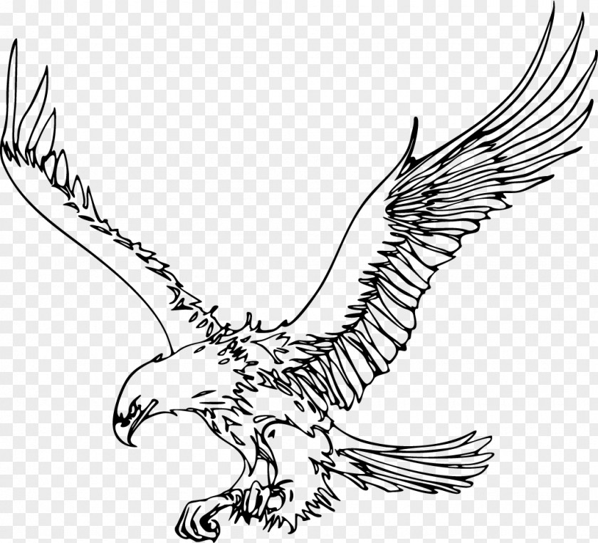 Eagle Bald Bird Drawing Clip Art PNG