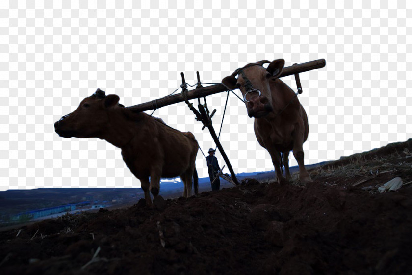 Plowing Silhouette Cattle Plough PNG