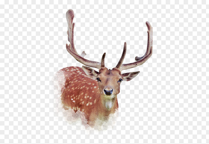 Deer PNG