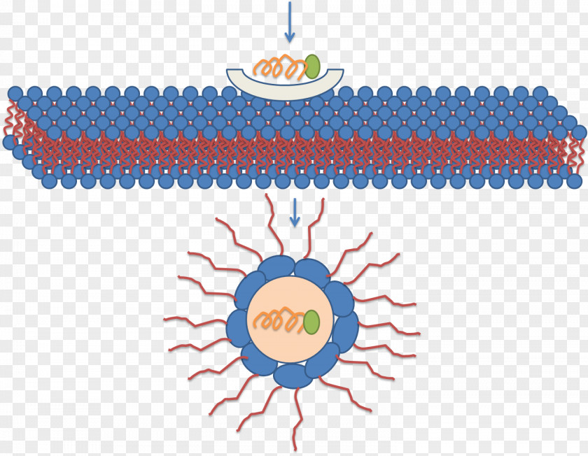 Formation Micelle Cell-penetrating Peptide Lipid Bilayer Molecule PNG