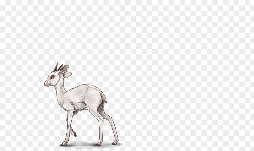 Gazelle Antelope Deer Mammal Felidae Horn PNG