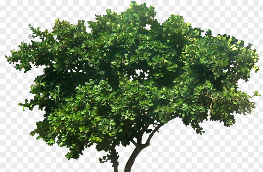 Tree Weeping Fig Plant Common PNG