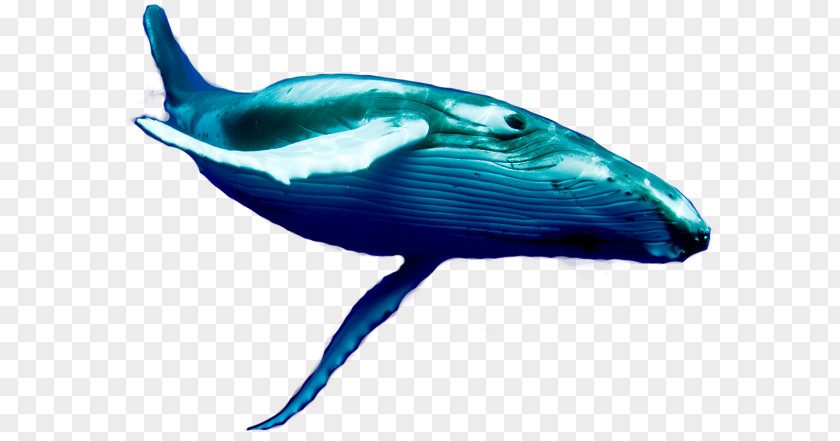 Fish Jumping Dolphin Porpoise Blue Whale Cetaceans PNG