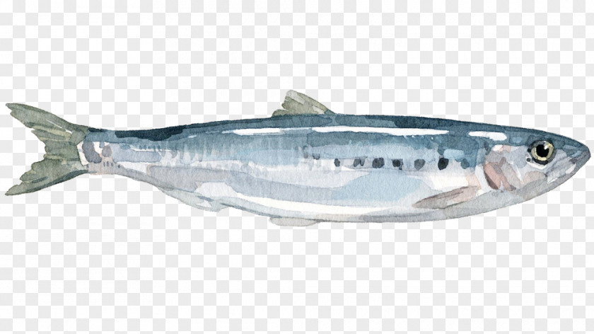 Fish Sardine Mackerel Coho Salmon Anchovy Herring PNG