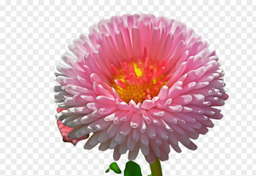 Flower China Aster Plant Pink Petal PNG