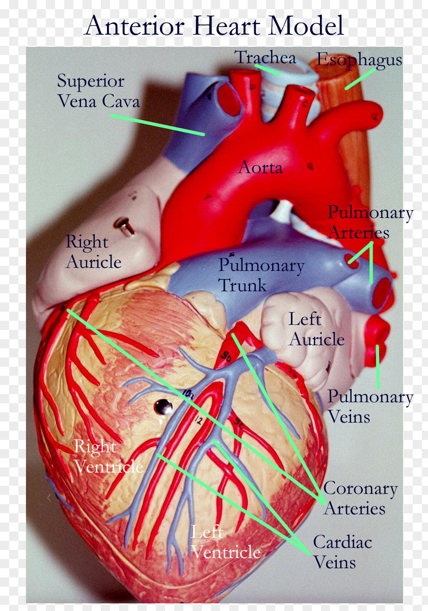 Heart Anatomy Vein Human Body Artery PNG