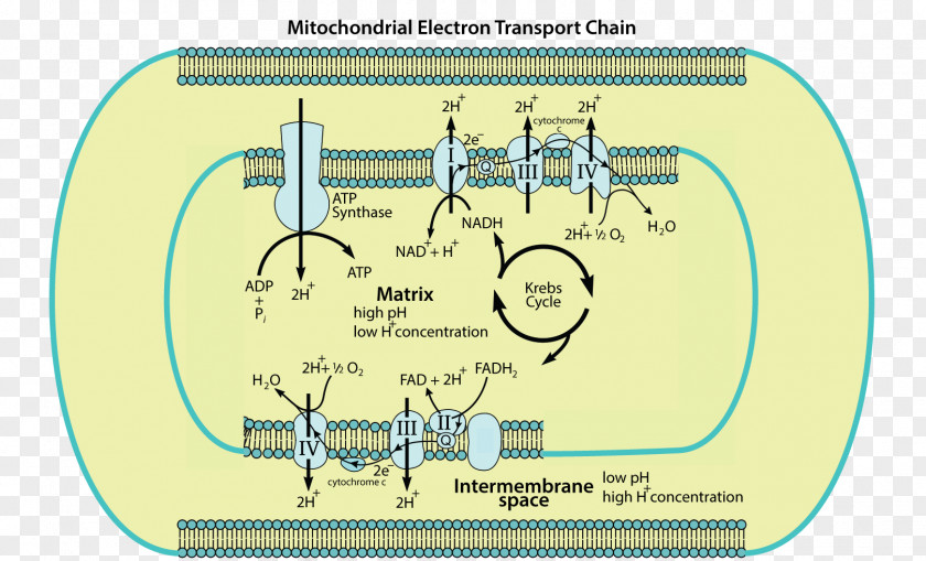Inner Mitochondrial Membrane Electron Transport Chain Mitochondrion Cellular Respiration Adenosine Triphosphate The Structure Of Mitochondria PNG