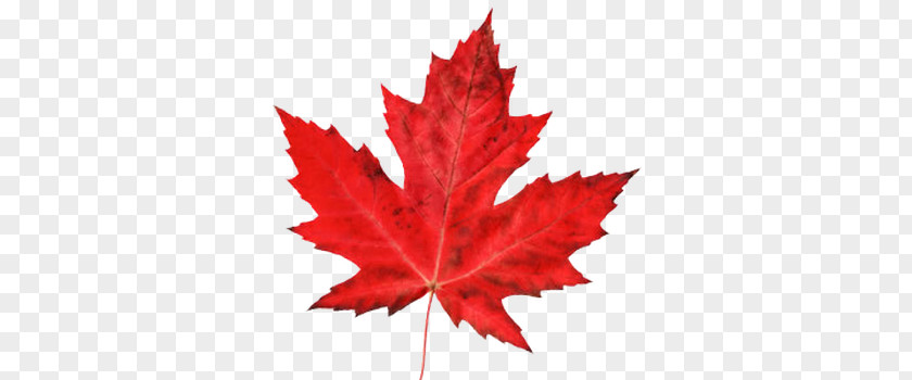 Ontario Maple Leaf Organization Logo PNG