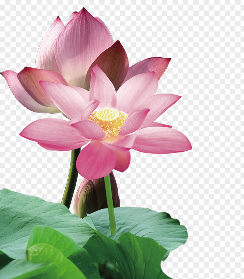 Pink Lotus Flower Material Decoration Pattern Nelumbo Nucifera Red Leaf PNG