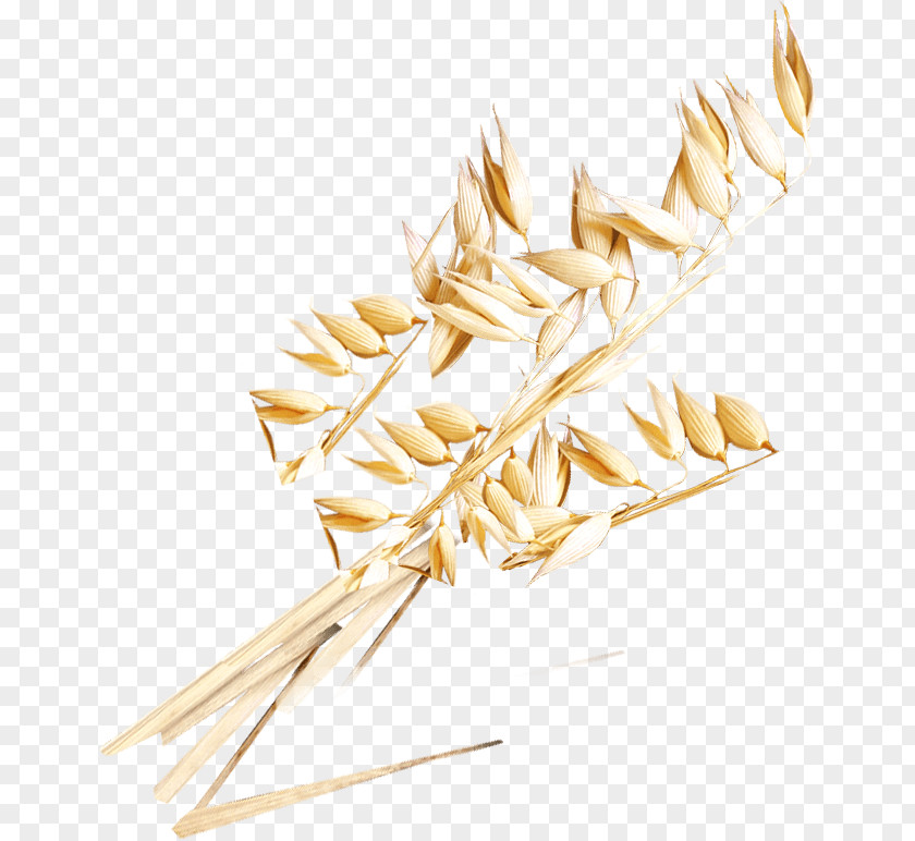 Whole-wheat Flour Cereal Germ Whole Grain Grasses PNG