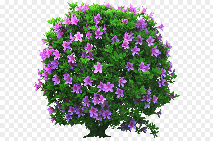 Annual Plant Groundcover Flower Purple Pink Shrub PNG