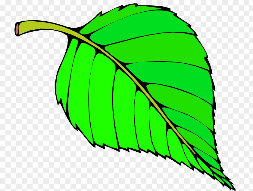 Big Leaves Cliparts Leaf Free Content Website Clip Art PNG