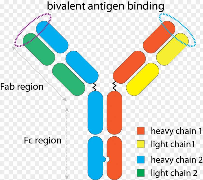 Elotuzumab Lenalidomide Monoclonal Antibody Pharmaceutical Drug PNG