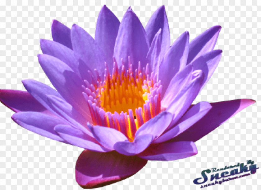 Flower Sacred Lotus Clip Art Image PNG