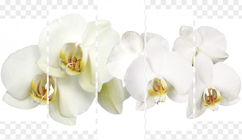 Orchid Okna Zapolyar'ya Cut Flowers Moth Orchids PNG