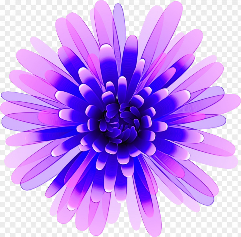 Aster Barberton Daisy Lavender PNG