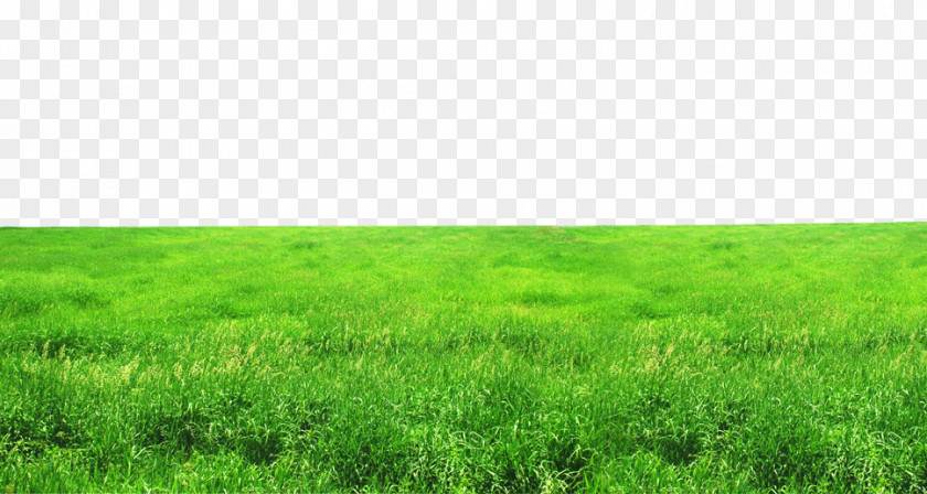 FIG Green Grass Grassland Ecosystem Lawn Grasses Wallpaper PNG