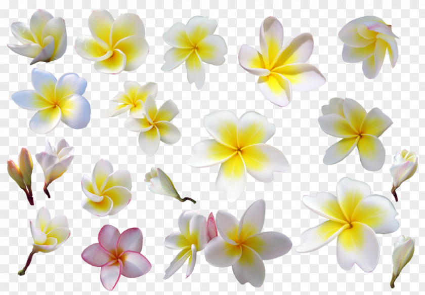 Frangipani Plant DeviantArt Flower PNG