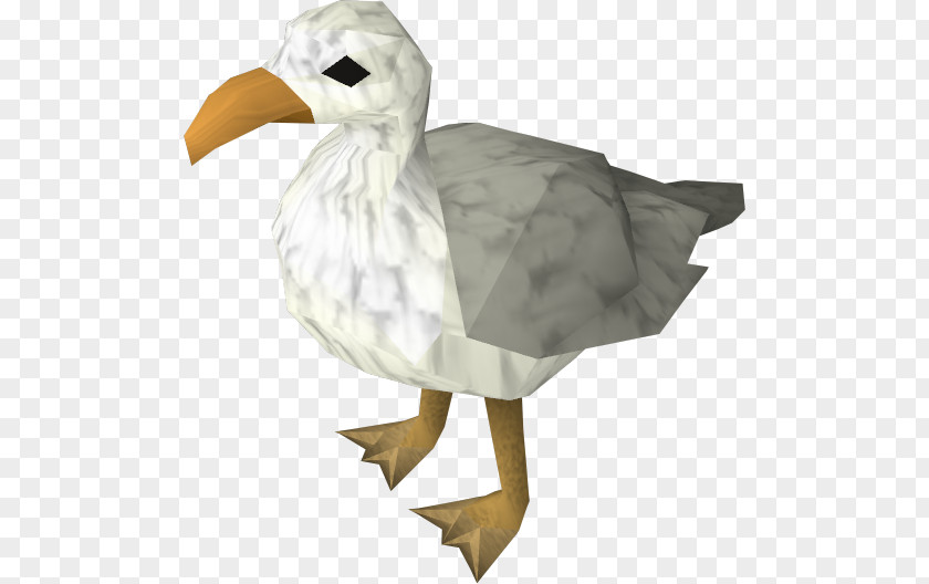 Seagull RuneScape Bird Gulls Goose Duck PNG