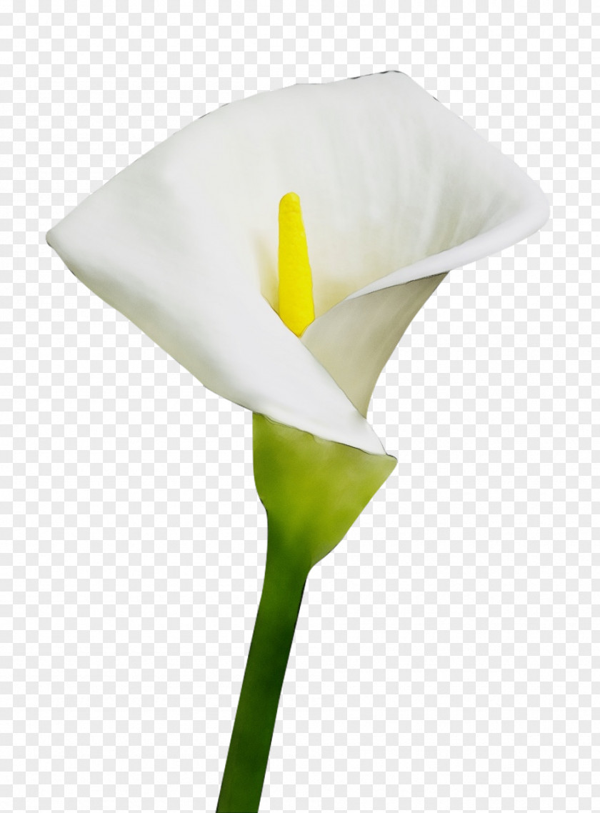 Arum Family Alismatales White Giant Lily Flower Yellow PNG