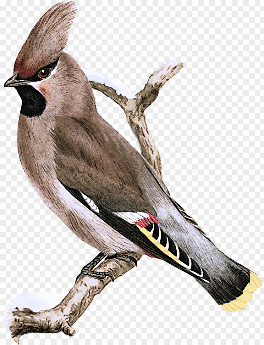 Bird Beak Waxwing Cedar Perching PNG