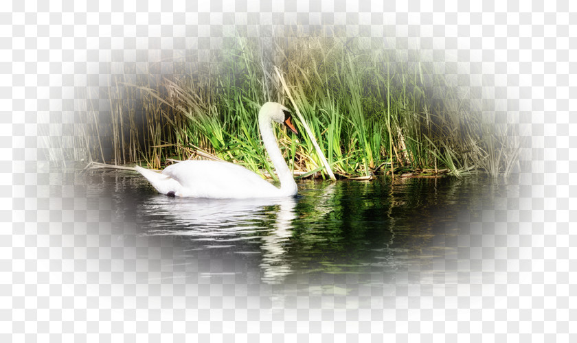 Duck Mute Swan Desktop Wallpaper Laptop Bird PNG