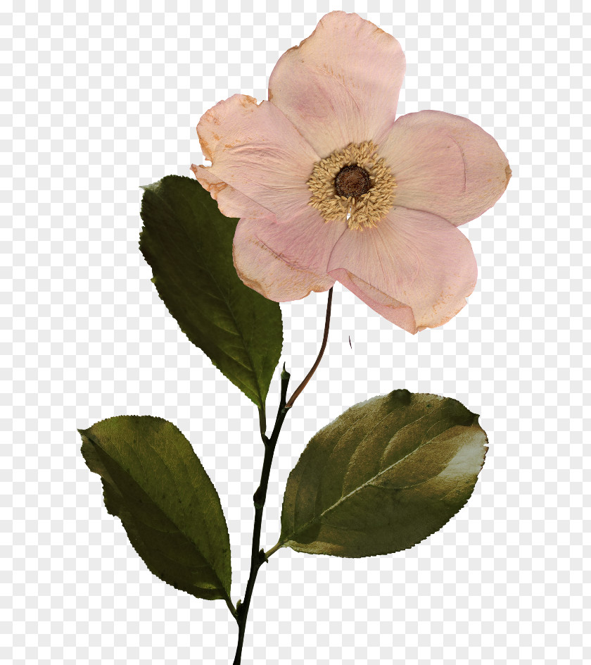 Flower Centifolia Roses Petal PNG